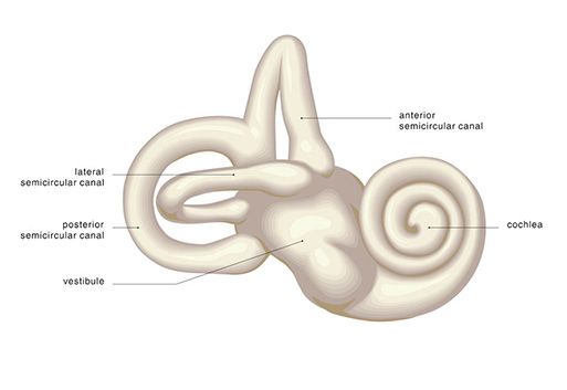Anatomie Innenohr