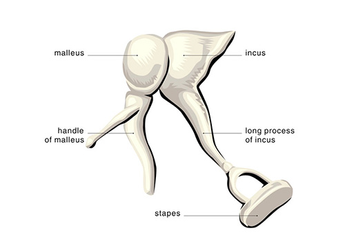 Anatomie Mittelohr